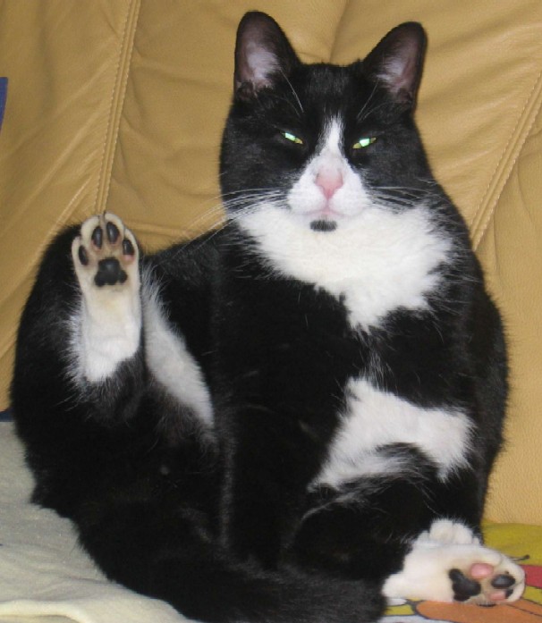 Hier wre eine Katze gewesen